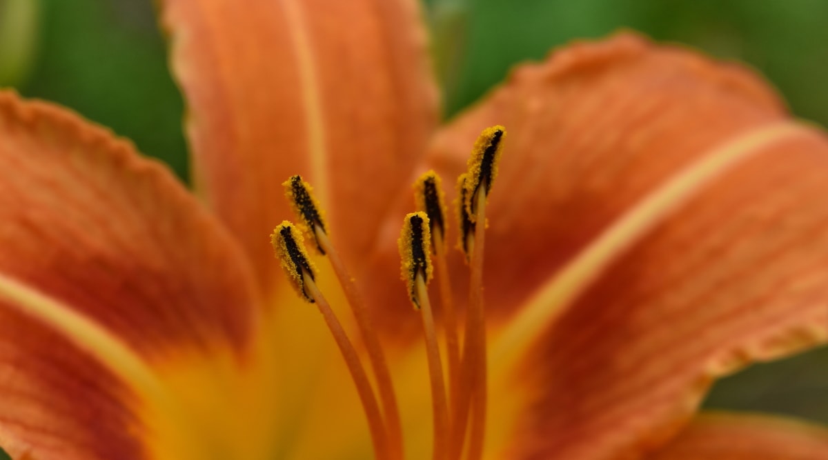 Lilie, Stempel, Anlage, Blume, Natur, Blatt, Pollen, Sommer, hell, Staubfäden