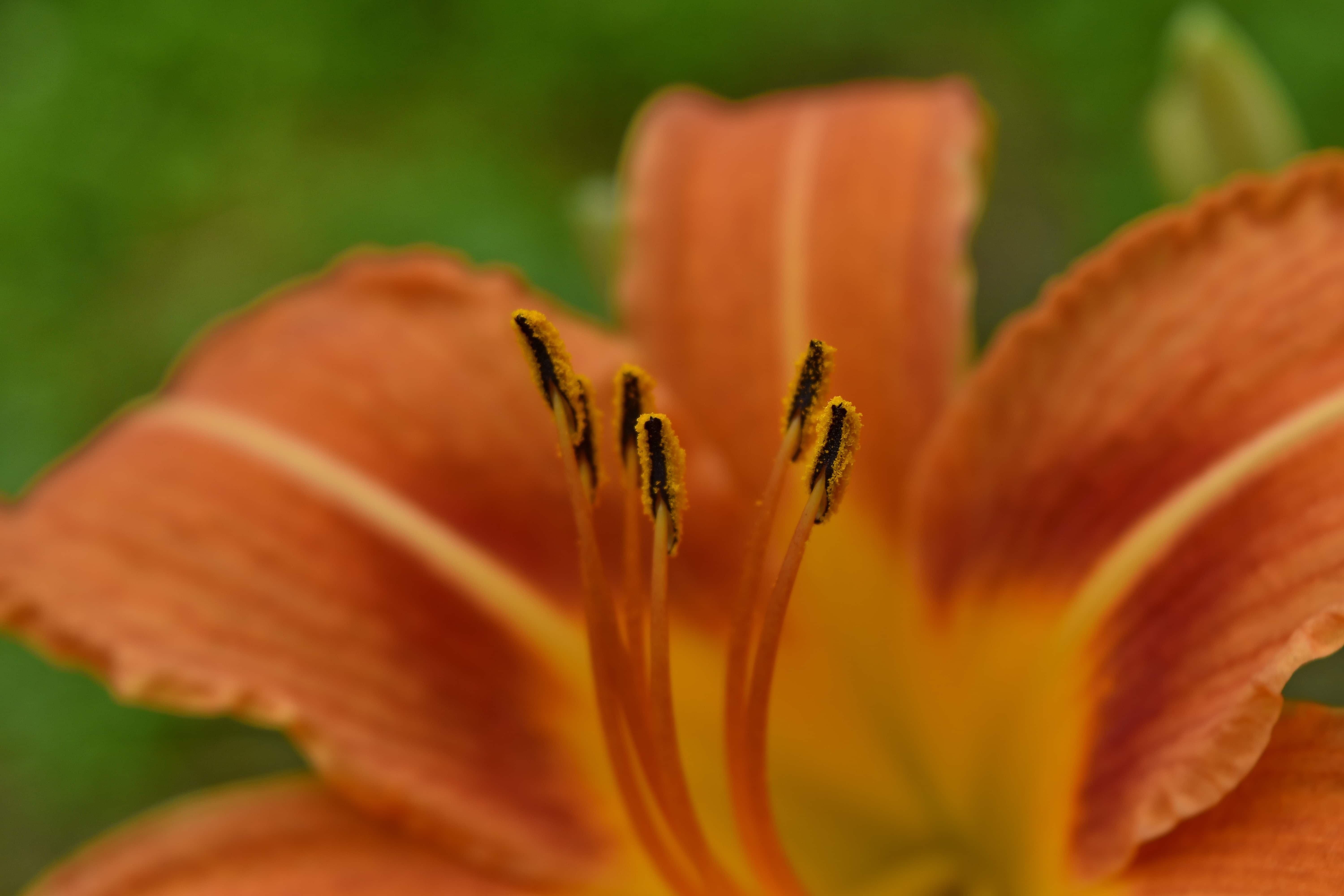 フリー写真画像 ユリ 雌しべ 花粉 ガーデン 工場 自然 ブルーム 春 花 夏