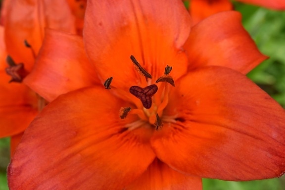 close-up, lily, pistil, pollen, nature, petal, flora, plant, flower, leaf