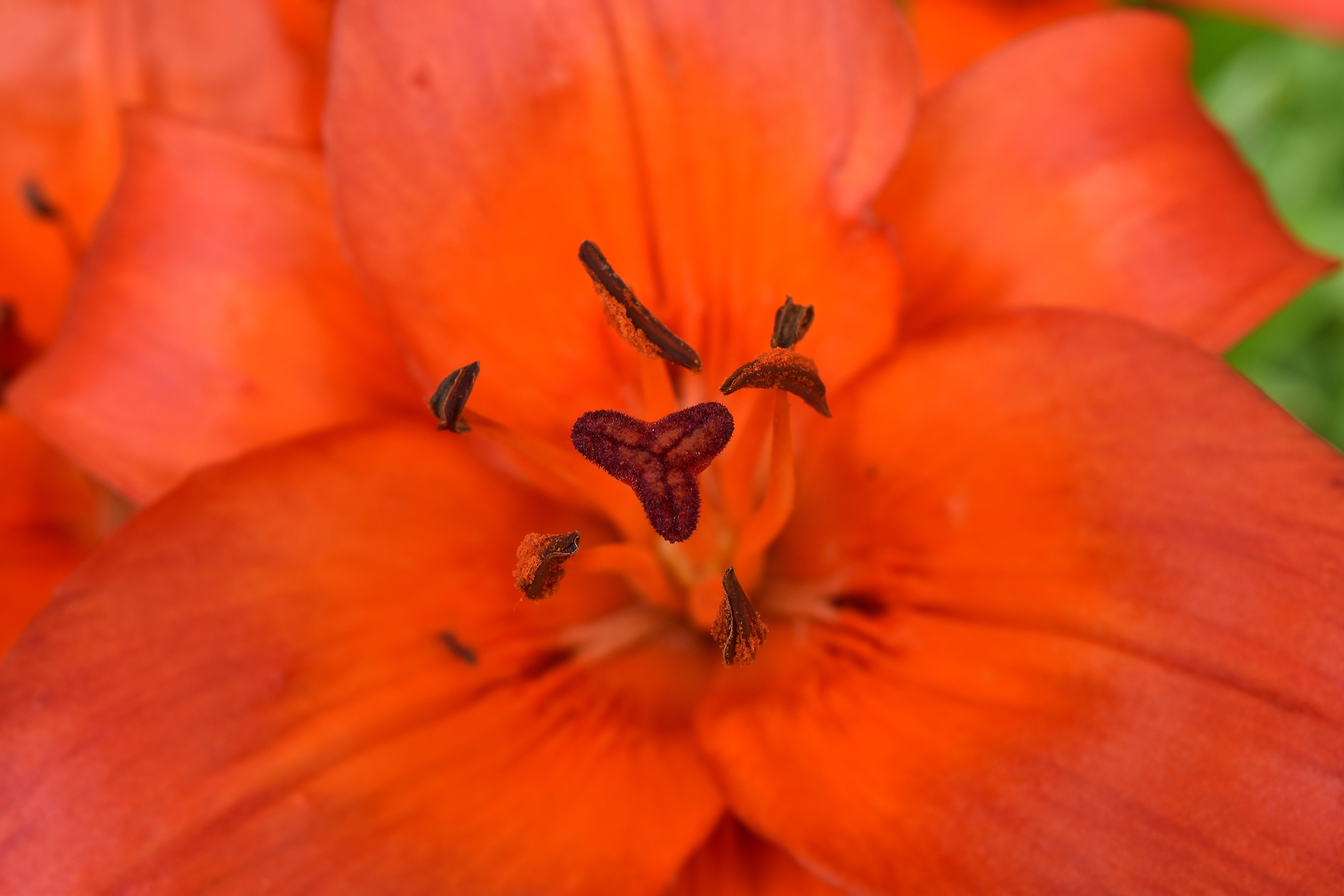 フリー写真画像 美しい写真 雌しべ ユリ 自然 花 ガーデン 夏 花粉 雄しべ 明るい