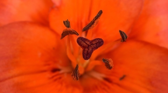 beautiful photo, detail, lily, macro, pistil, pollen, reddish, flower, stamen, garden
