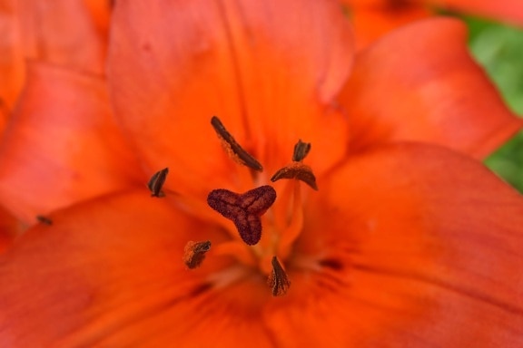 close-up, detail, ecology, horticulture, lily, petal, pistil, pollen, red, plant