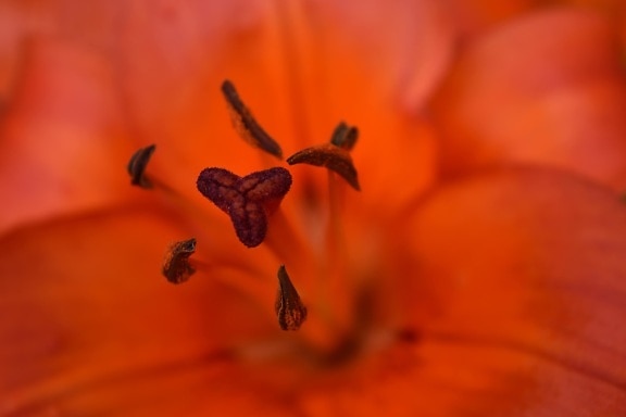 blurry, detailed, focus, lily, macro, organism, flower, plant, flora, nature