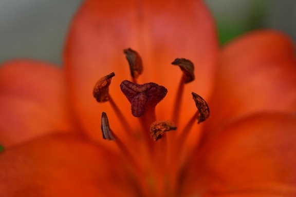 beautiful photo, blurry, close-up, detail, lily, pistil, flower, nature, bright, color