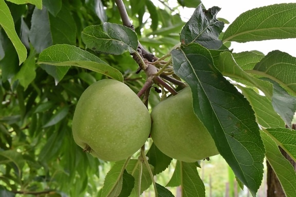 appelboom, appels, takken, fruitboom, natuur, voedsel, vrucht, blad, boom, landbouw