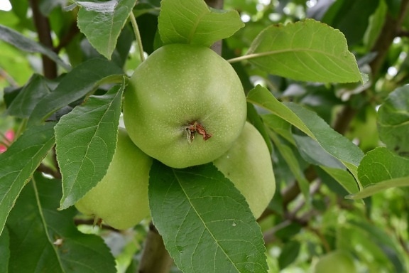 jordbruk, äpplen, läckra, fruktträd, grönt blad, fruktträdgård, blad, Äpple, mat, träd