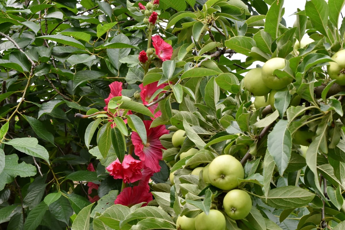 albero di mele, rami, fiore, Giardino, frutteto, organico, foglia, albero, agricoltura, frutta