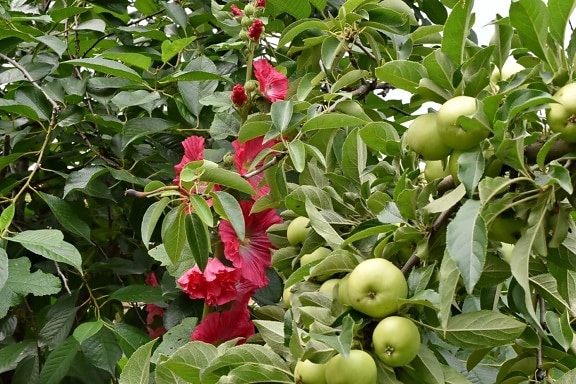 jabloň, pobočky, květ, zahrada, ovocný sad, organický, list, strom, zemědělství, ovoce
