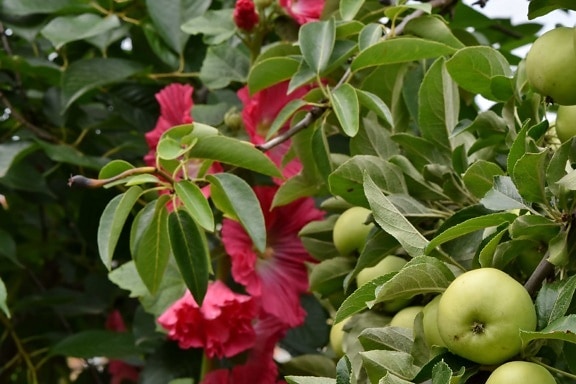 apple tree, flower garden, orchard, shrub, nature, leaf, fuchsia, plant, tree, flora