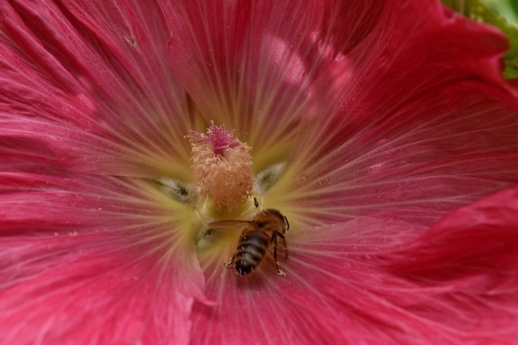 ape, Honeybee, insetto, impollinazione, arbusto, natura, polline, pianta, fiore, Flora