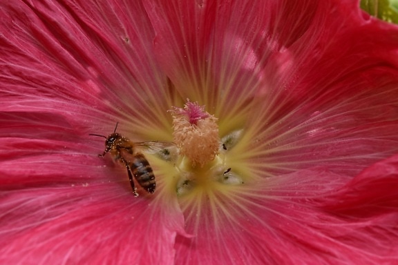 Ecologia, abelha melífera, inseto, metamorfose, pistilo, natureza, pólen, planta, flor, ao ar livre