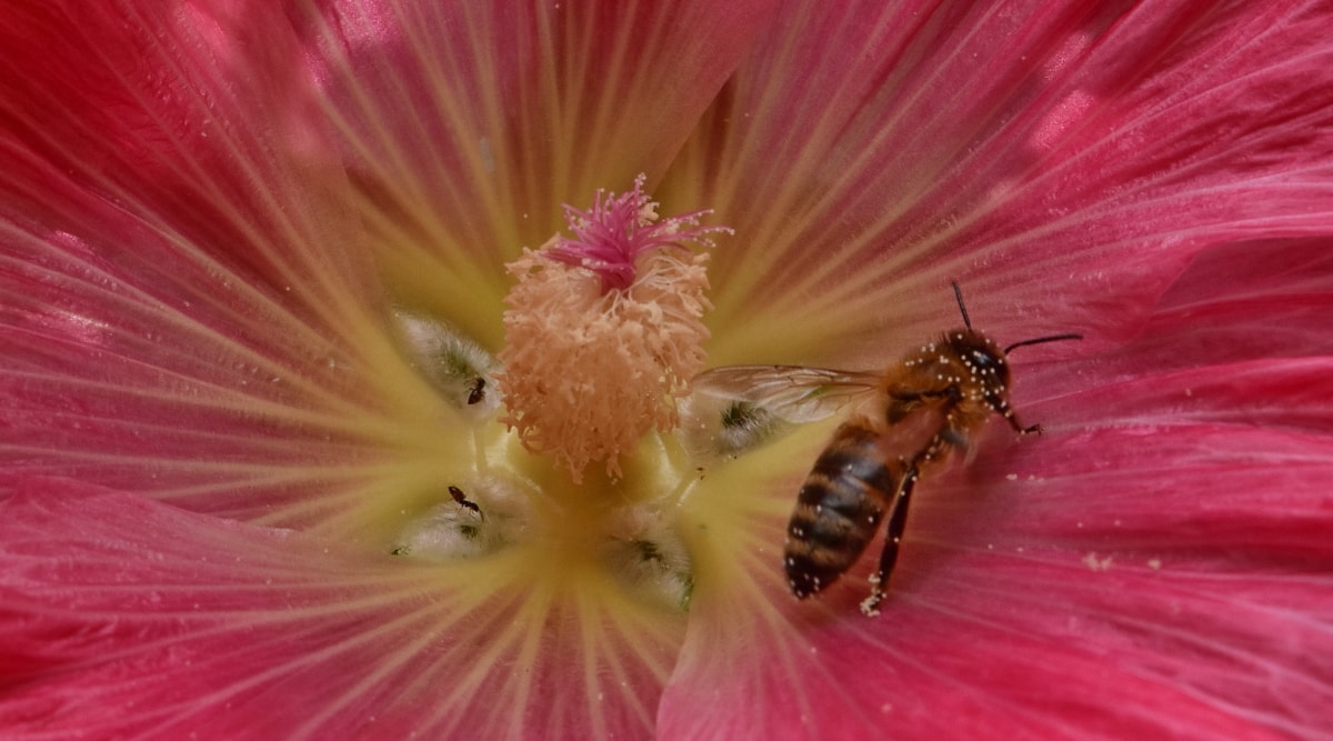 detail, bunga, lebah madu, serangga, nektar, serbuk sari, tanaman, alam, lebah, semak