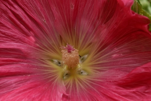 néctar de, rosado, polen, planta, flor, naturaleza, flora, hoja, brillante