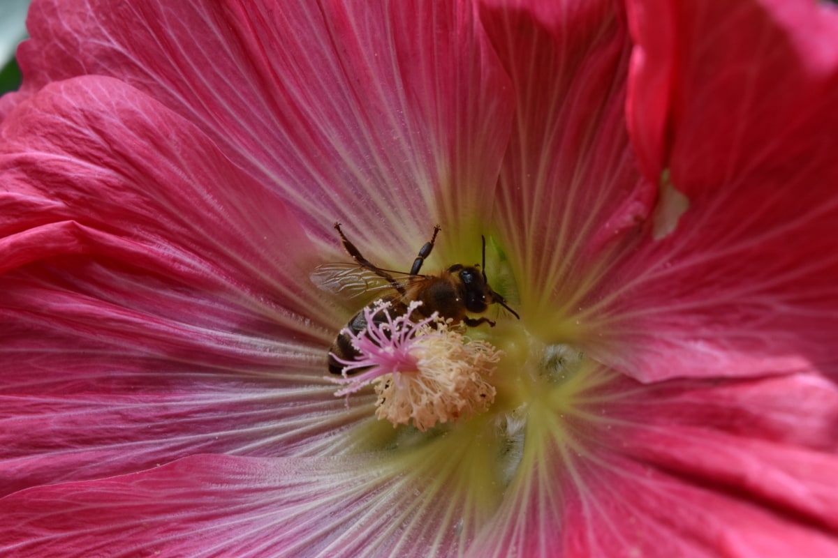 abeille, en détail, abeille, nectar, pistil, pollen, arbuste, plante, fleur, nature