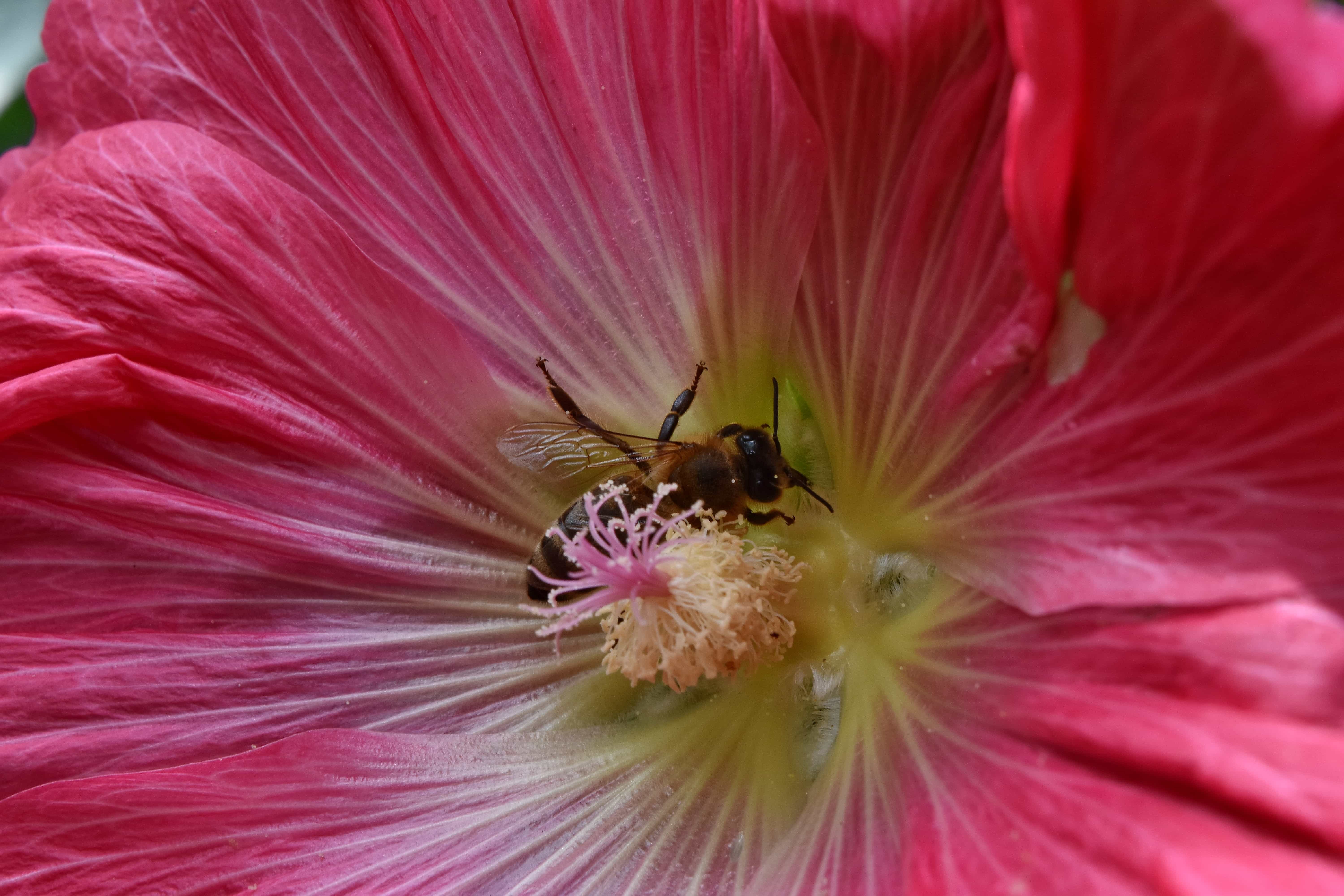 免费照片 蜜蜂 详细信息 蜜蜂 花蜜 雌蕊 花粉 灌木 植物 花 性质