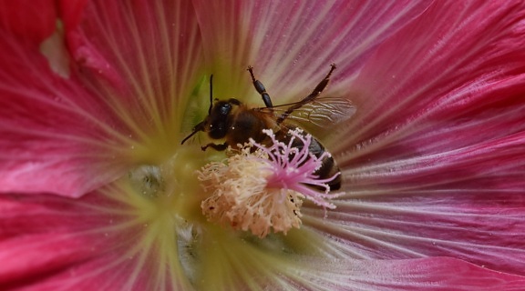 пчела, насекоми, цвете, природата, членестоноги, цветен прашец, растителна, флора, лято, на открито