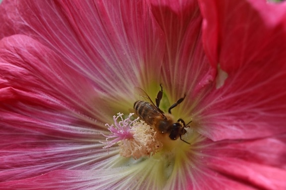 bee, pollinator, spring time, pollen, flower, shrub, nature, plant, pink, flora