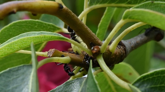ants, green leaves, insect, leaf, plant, nature, tree, flora, outdoors, upclose