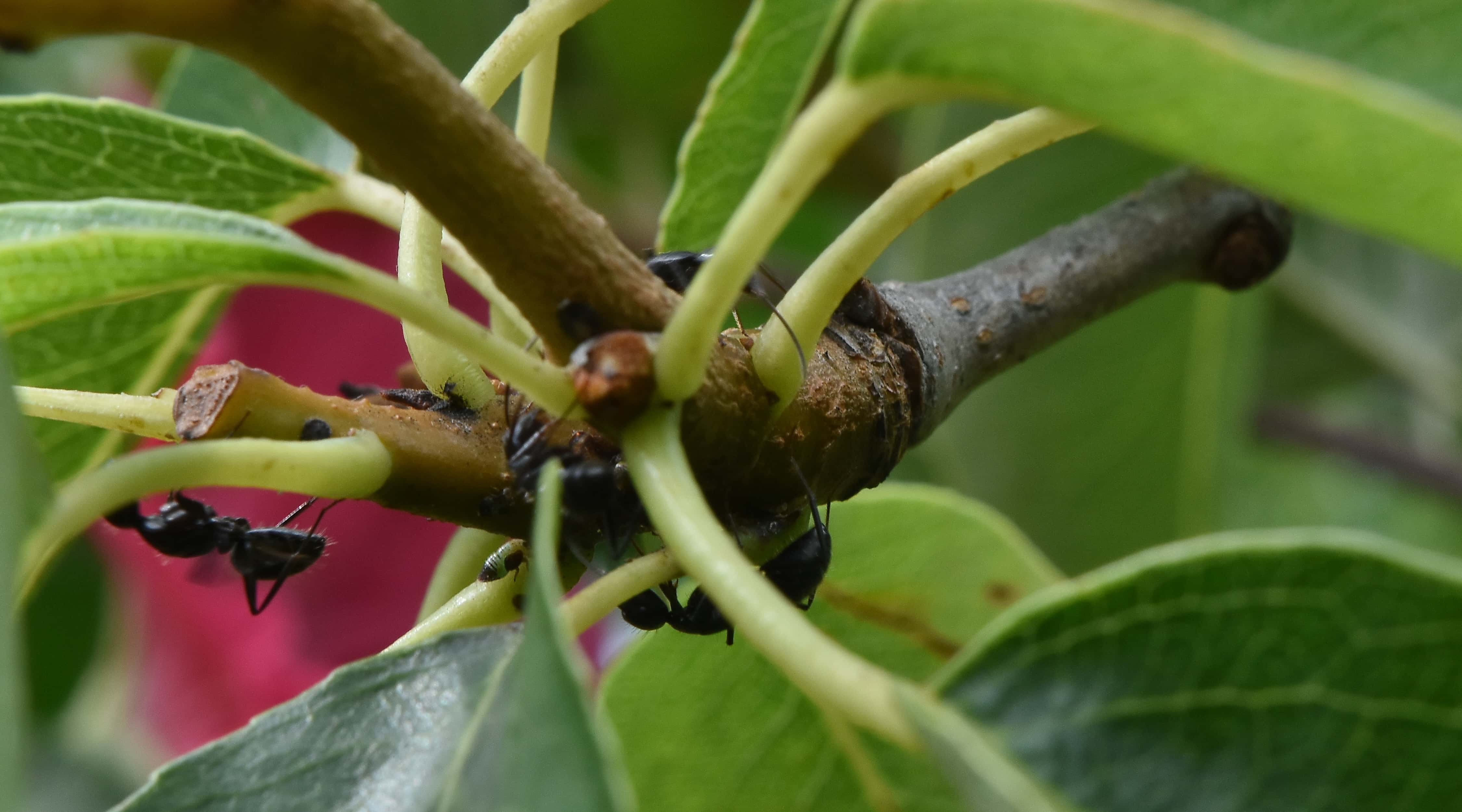 besplatna-slika-mravi-grana-kukac-drvo-list-biljka-priroda