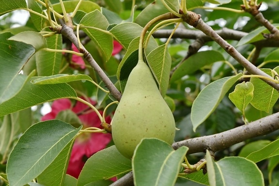 Free picture: close-up, organic, pears, food, pear, produce, health ...