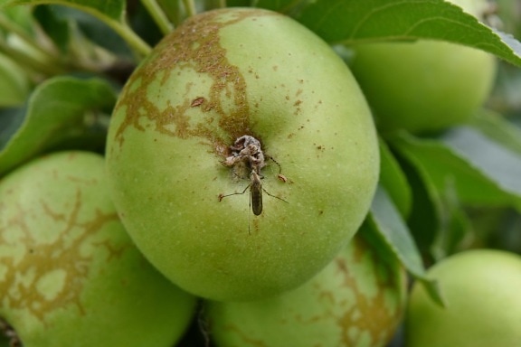 apple, apple tree, green leaves, insect, mosquito, health, nature, nutrition, leaf, vitamin