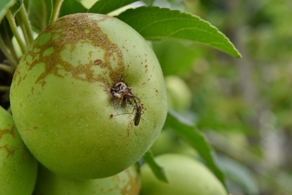 Jablko, jabloň, hmyz, komár, ovocný sad, zdraví, list, Příroda, léto, ovoce