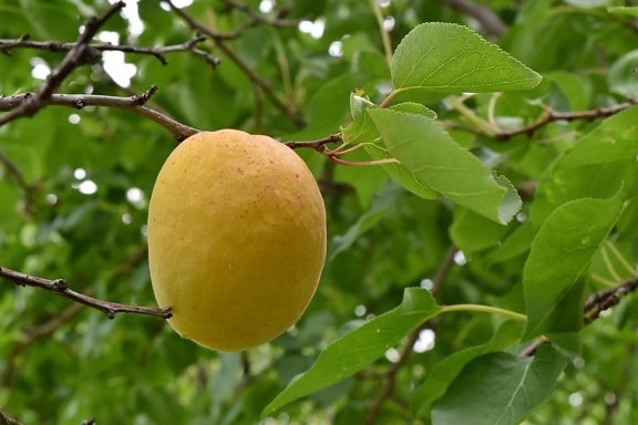 aprikot, besar, cabang, pohon buah, buah, daun, alam, musim panas, di luar rumah, Makanan