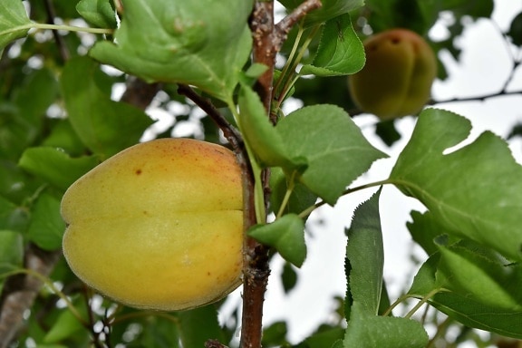 aprikot, kebun buah-buahan, alam, daun, Makanan, buah, musim panas, Kesehatan, pertanian, di luar rumah