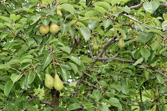 orchard, pears, trees, produce, leaf, branch, food, fruit, agriculture, tree