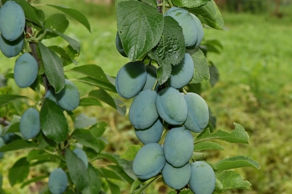 Illawarra Plum Fruit