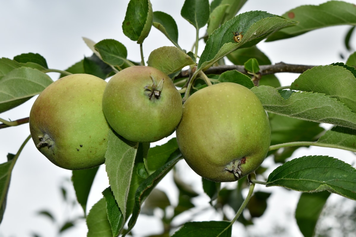 almafa, gyümölcsös, természet, levél, gyümölcs, Alma, egészségügyi, fa, élelmiszer, szabadban