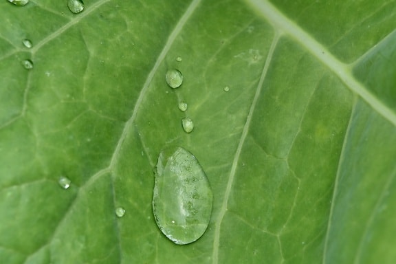 dew, leaf, plant, herb, rain, flora, nature, garden, wet, raindrop