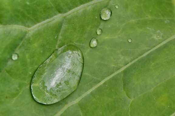 wet, rain, plant, dew, flora, leaf, raindrop, nature, garden, droplet
