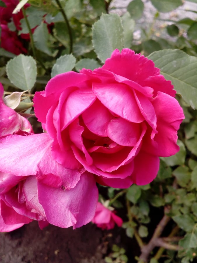 όμορφα λουλούδια, λουλούδι στον κήπο, πέταλα, ροζ, τριαντάφυλλα, μπουκέτο, άνοιξη, τριαντάφυλλο, ροζ, Ρομαντικές αποδράσεις