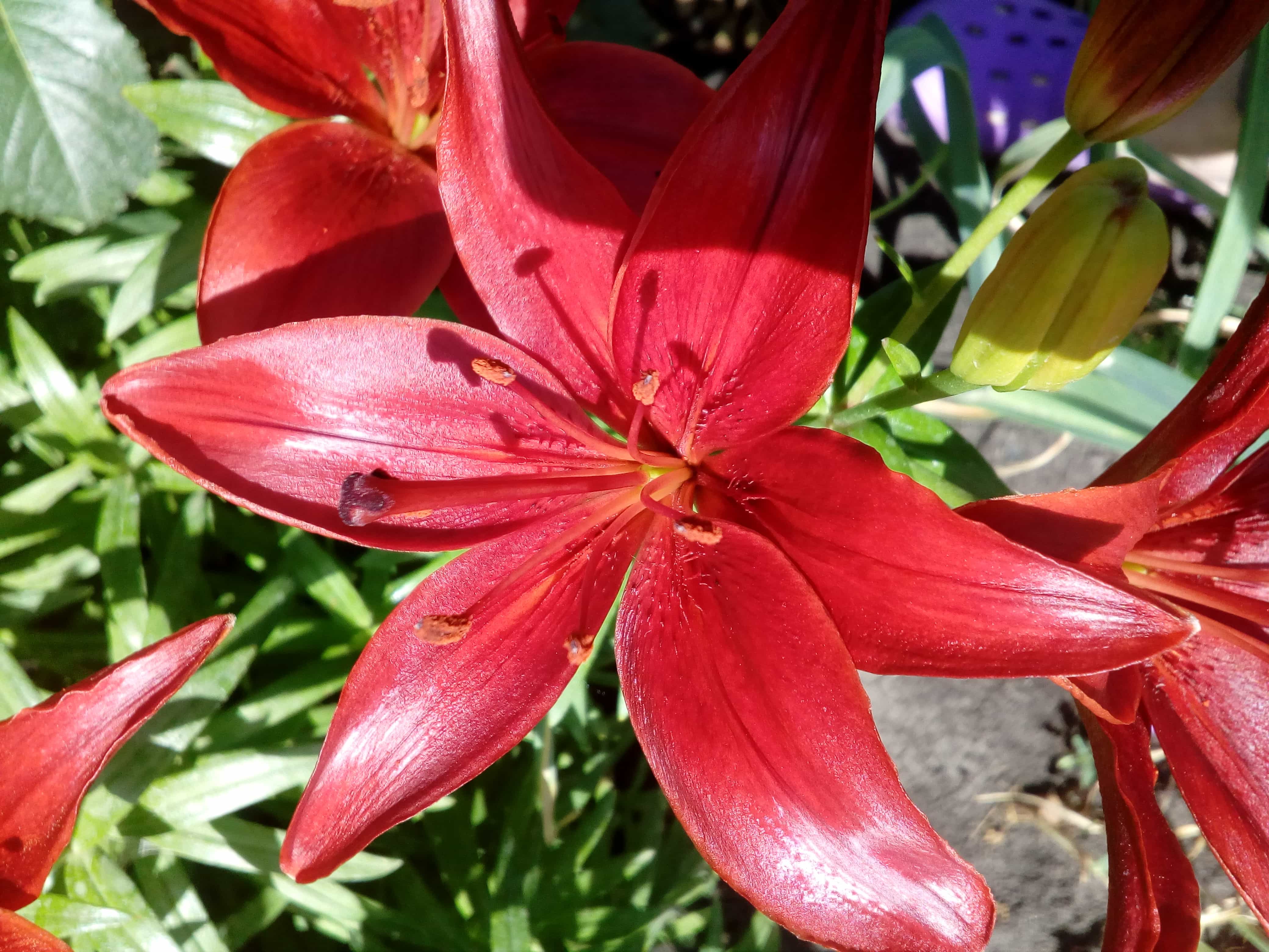 Free picture: detail, flower, flower garden, pistil, pollination, red ...