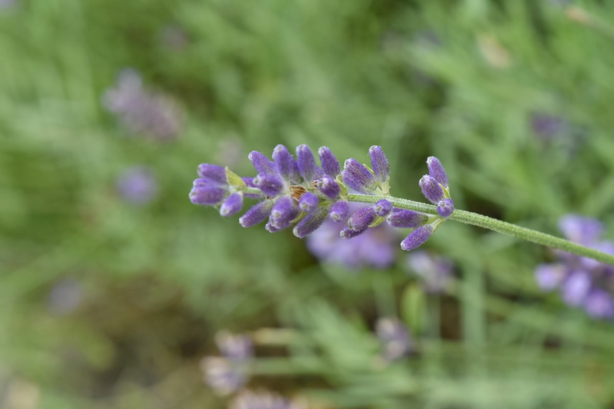 Flora, Sommer, Anlage, Lavendel, im freien, Kraut, Blume, Natur, Garten, Aromatherapie