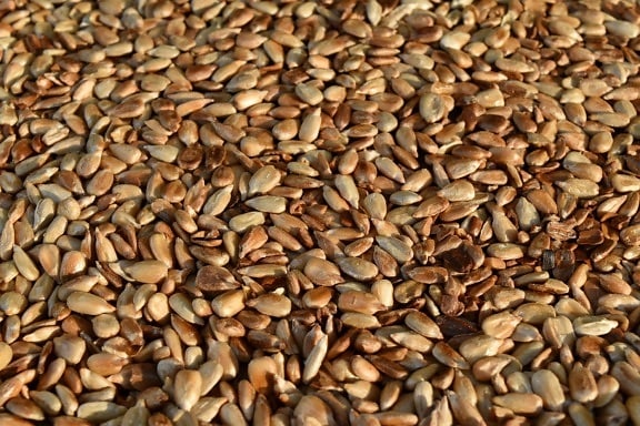 kernel, roast, sunflower seed, batch, seed, dry, nutrition, food, pile, texture