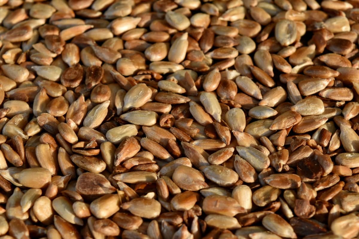 detalle, núcleo, de la asación, semilla de girasol, alimentos, haba, cereales, semilla, lote, marrón