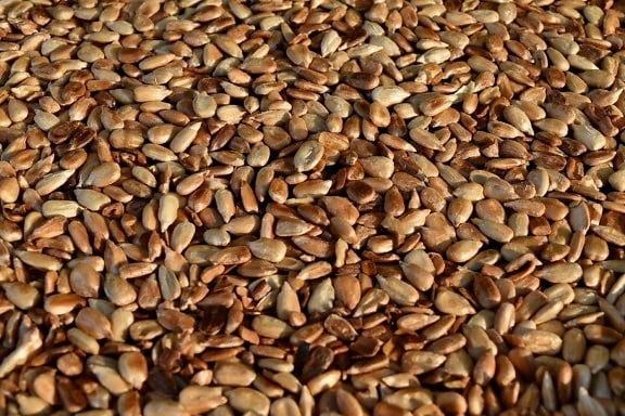 dietary, organism, roast, sunflower seed, food, batch, brown, seed, farming, dry