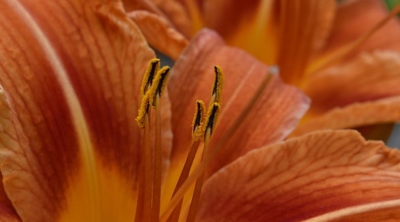 detail, macro, pistil, pollen, petal, flower, nature, lily, blur, outdoors