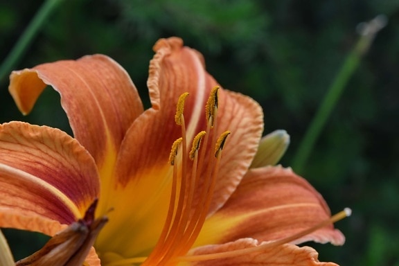 close-up, elegant, exotic, lily, nectar, pistil, nature, petal, flower, leaf