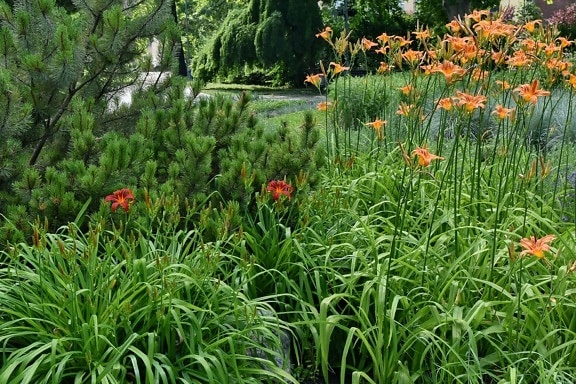 coníferas, Jardín, tiempo de primavera, Prado, naturaleza, hierba, césped, verano, flor