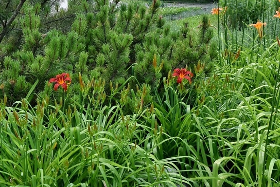 conifers, flower garden, lily, grass, nature, garden, plant, summer, field, herb