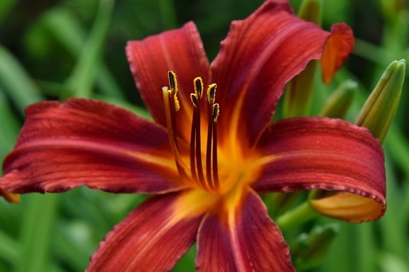 plant, lily, summer, flower, nature, outdoors, leaf, bright, stamen, flora
