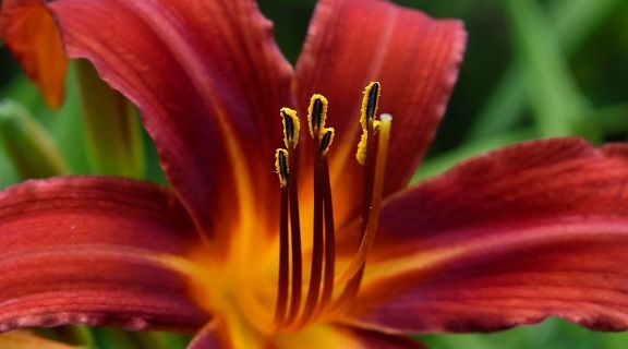 beautiful flowers, botany, close-up, lily, pistil, pretty, garden, spring, nature, flora