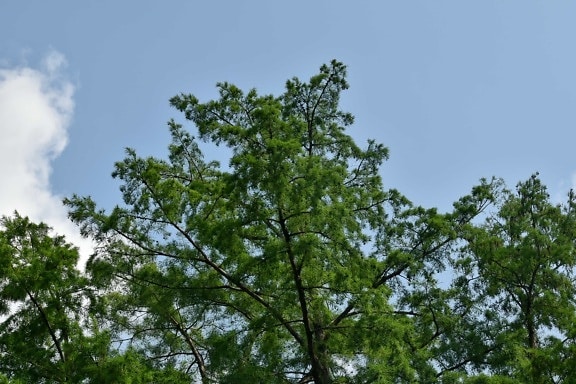 chi nhánh, loài cây lá kim, màu xanh lá cây, mùa xuân thời gian, cây, lá, gỗ, rừng, Thiên nhiên, thực vật