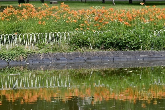 fence, flower garden, lily, reflection, water, flower, flora, nature, landscape, poppy
