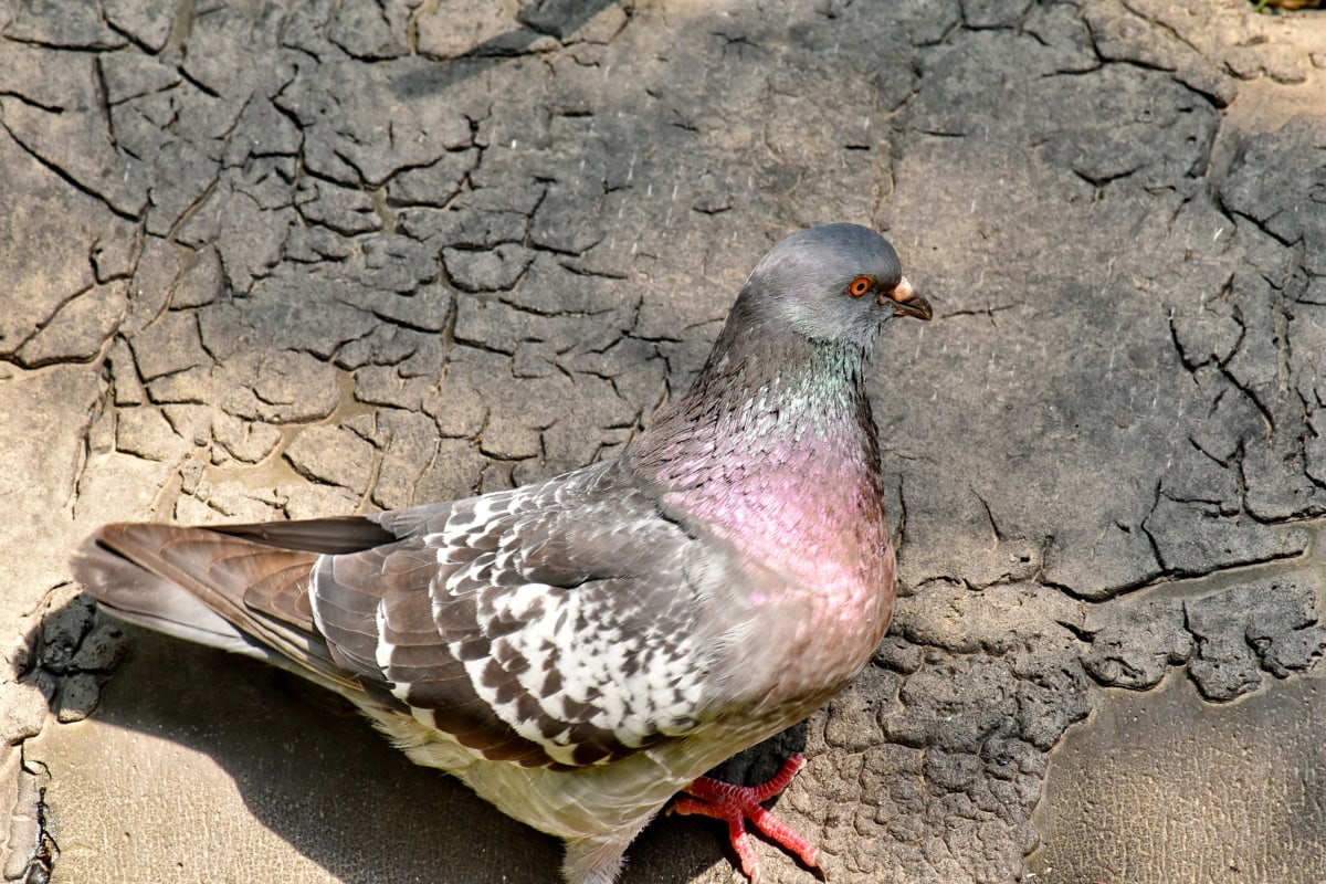 pigeon, wildlife, feather, animal, beak, bird, nature, ground, wild, grey