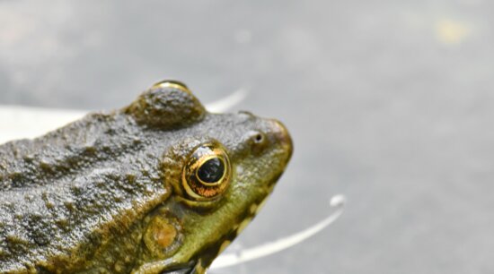 eye, animal, amphibian, bullfrog, wildlife, nature, frog, water, outdoors, reptile
