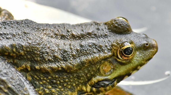 eye, frog, greenish yellow, wet, nature, amphibian, bullfrog, wildlife, animal, outdoors